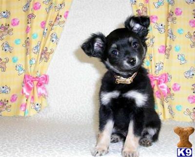 Papillon Puppies for Sale